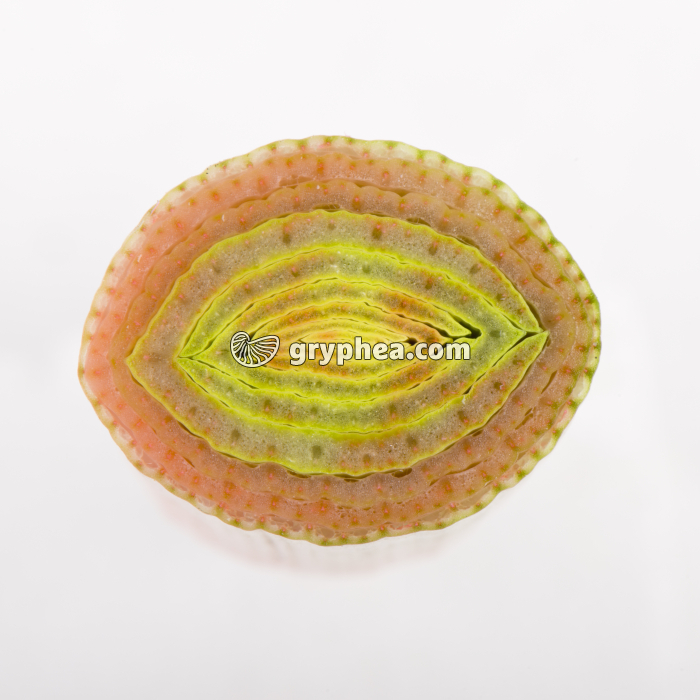 Tige de Poireau après traitement à l'éosine CT  - gryphea.org